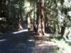 santacruz_p_1_small.jpg