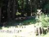santacruz_p_4_small.jpg